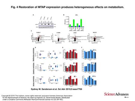 Fig. 4 Restoration of MTAP expression produces heterogeneous effects on metabolism. Restoration of MTAP expression produces heterogeneous effects on metabolism.