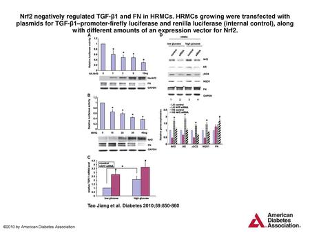 Nrf2 negatively regulated TGF-β1 and FN in HRMCs