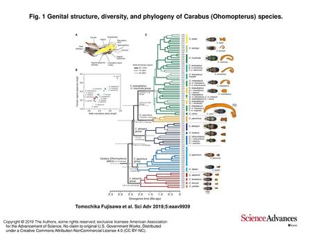 Fig. 1 Genital structure, diversity, and phylogeny of Carabus (Ohomopterus) species. Genital structure, diversity, and phylogeny of Carabus (Ohomopterus)