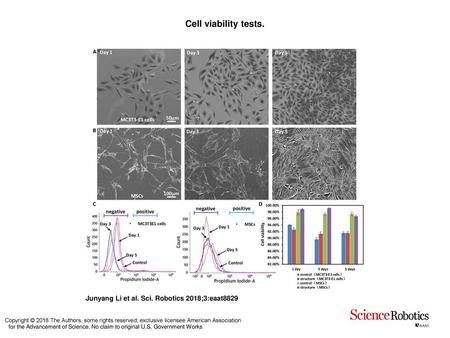 Cell viability tests. Cell viability tests. SEM images of (A) MC3T3-E1 cells and (B) MSCs on days 1, 3, and 5 of culture. (C) Survival rates of MC3T3-E1.