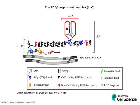 The TGFβ large latent complex (LLC).