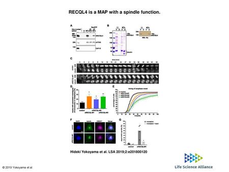 RECQL4 is a MAP with a spindle function.