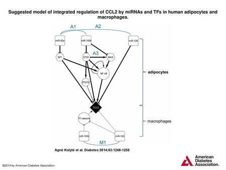 Suggested model of integrated regulation of CCL2 by miRNAs and TFs in human adipocytes and macrophages. Suggested model of integrated regulation of CCL2.