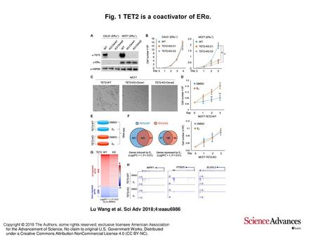 Fig. 1 TET2 is a coactivator of ERα.