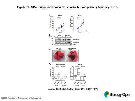 tRNAiMet drives melanoma metastasis, but not primary tumour growth