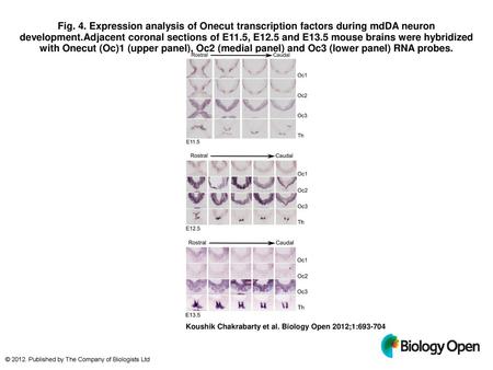 Fig. 4. Expression analysis of Onecut transcription factors during mdDA neuron development.Adjacent coronal sections of E11.5, E12.5 and E13.5 mouse brains.