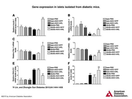 Gene expression in islets isolated from diabetic mice.