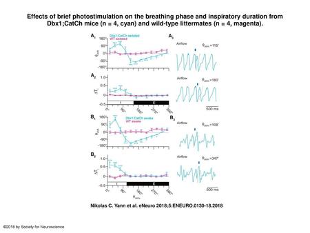 Effects of brief photostimulation on the breathing phase and inspiratory duration from Dbx1;CatCh mice (n = 4, cyan) and wild-type littermates (n = 4,