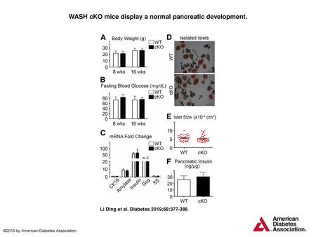 WASH cKO mice display a normal pancreatic development.