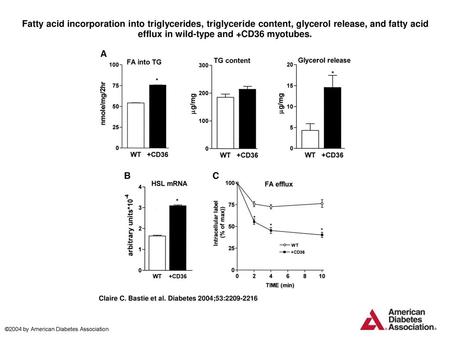 Fatty acid incorporation into triglycerides, triglyceride content, glycerol release, and fatty acid efflux in wild-type and +CD36 myotubes. Fatty acid.