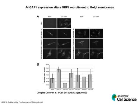 ArfGAP1 expression alters GBF1 recruitment to Golgi membranes.