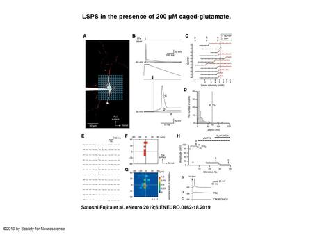 LSPS in the presence of 200 µM caged-glutamate.