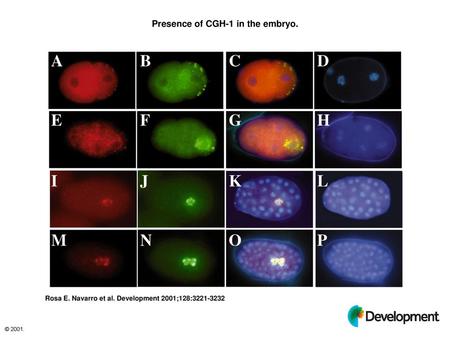 Presence of CGH-1 in the embryo.