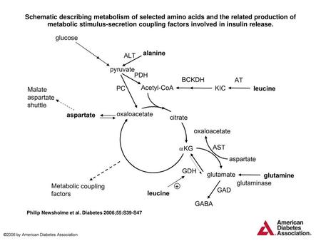 Schematic describing metabolism of selected amino acids and the related production of metabolic stimulus-secretion coupling factors involved in insulin.