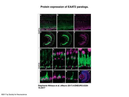 Protein expression of EAAT2 paralogs.