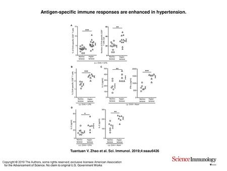 Antigen-specific immune responses are enhanced in hypertension.