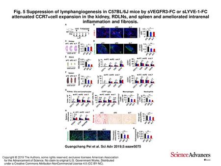 Fig. 5 Suppression of lymphangiogenesis in C57BL/6J mice by sVEGFR3-FC or sLYVE-1-FC attenuated CCR7+cell expansion in the kidney, RDLNs, and spleen and.