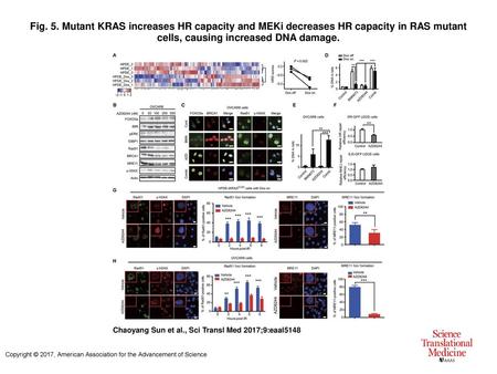 Fig. 5. Mutant KRAS increases HR capacity and MEKi decreases HR capacity in RAS mutant cells, causing increased DNA damage. Mutant KRAS increases HR capacity.