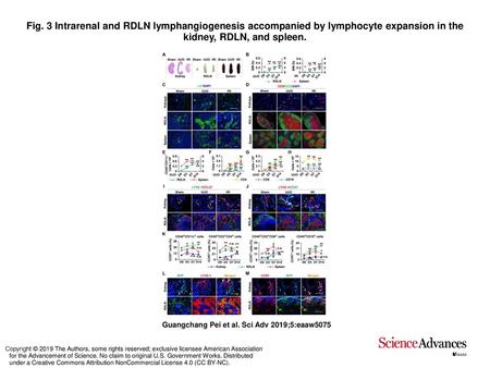 Fig. 3 Intrarenal and RDLN lymphangiogenesis accompanied by lymphocyte expansion in the kidney, RDLN, and spleen. Intrarenal and RDLN lymphangiogenesis.