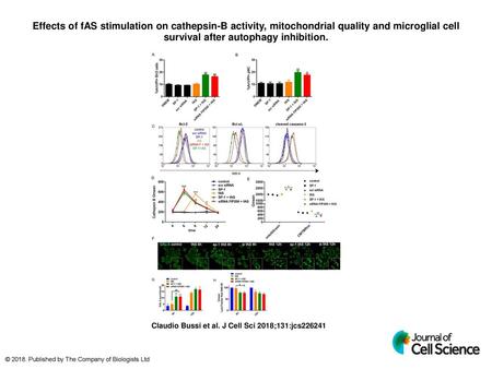 Effects of fAS stimulation on cathepsin-B activity, mitochondrial quality and microglial cell survival after autophagy inhibition. Effects of fAS stimulation.