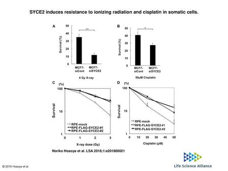 SYCE2 induces resistance to ionizing radiation and cisplatin in somatic cells. SYCE2 induces resistance to ionizing radiation and cisplatin in somatic.