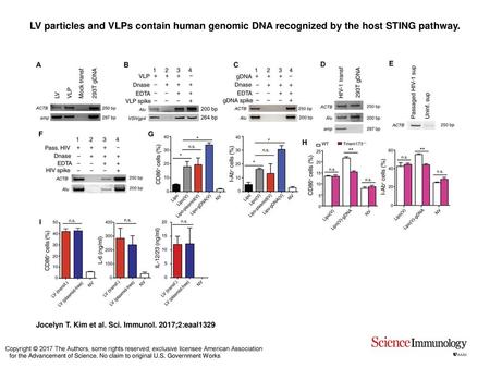 LV particles and VLPs contain human genomic DNA recognized by the host STING pathway. LV particles and VLPs contain human genomic DNA recognized by the.