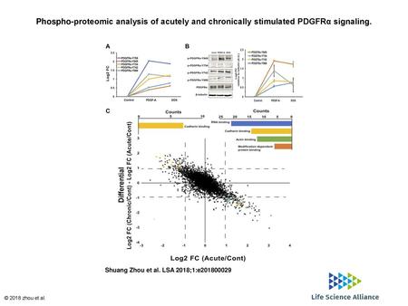 Phospho-proteomic analysis of acutely and chronically stimulated PDGFRα signaling. Phospho-proteomic analysis of acutely and chronically stimulated PDGFRα.