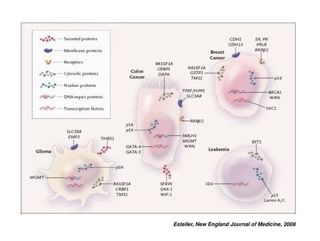 Esteller, New England Journal of Medicine, 2008