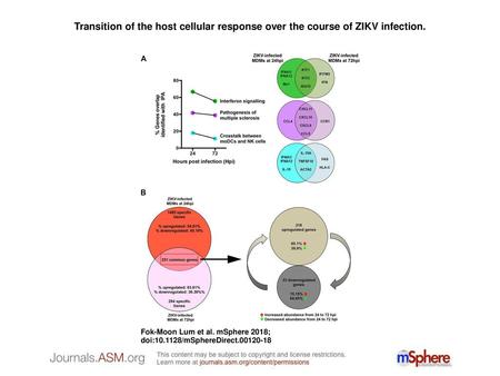 Transition of the host cellular response over the course of ZIKV infection. Transition of the host cellular response over the course of ZIKV infection.