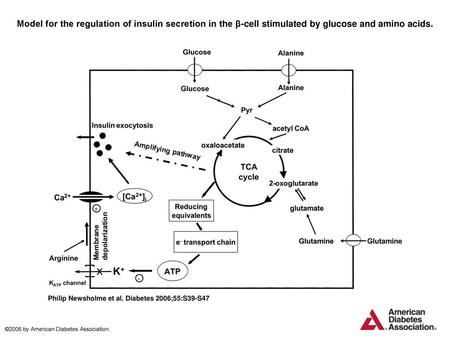 Model for the regulation of insulin secretion in the β-cell stimulated by glucose and amino acids. Model for the regulation of insulin secretion in the.