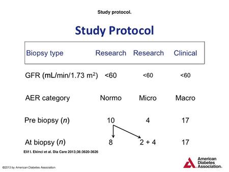 Study protocol. Study protocol. Fourteen patients had research renal biopsies, and 17 patients with macroalbuminuria had renal biopsies for clinical reasons.