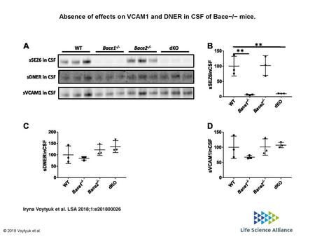 Absence of effects on VCAM1 and DNER in CSF of Bace−/− mice.