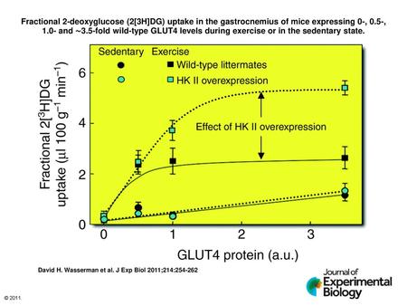 Fractional 2-deoxyglucose (2[3H]DG) uptake in the gastrocnemius of mice expressing 0-, 0.5-, 1.0- and ∼3.5-fold wild-type GLUT4 levels during exercise.