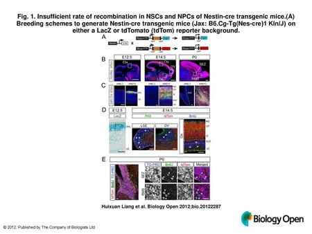 Fig. 1. Insufficient rate of recombination in NSCs and NPCs of Nestin-cre transgenic mice.(A) Breeding schemes to generate Nestin-cre transgenic mice (Jax: