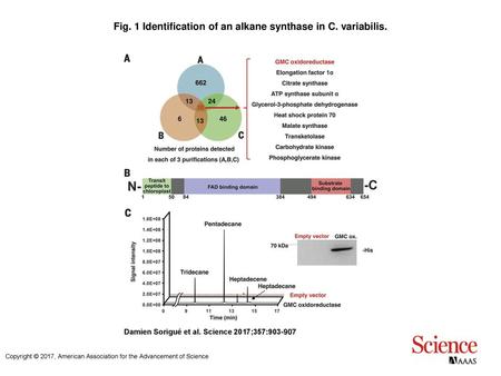 Fig. 1 Identification of an alkane synthase in C. variabilis.