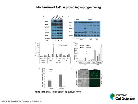 Mechanism of Akt1 in promoting reprogramming.