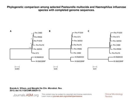 Phylogenetic comparison among selected Pasteurella multocida and Haemophilus influenzae species with completed genome sequences. Phylogenetic comparison.