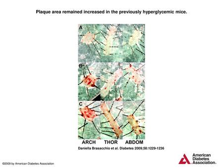 Plaque area remained increased in the previously hyperglycemic mice.