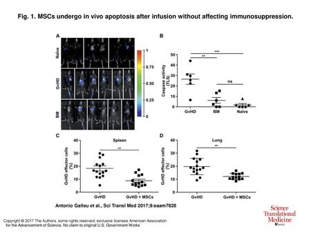 Fig. 1. MSCs undergo in vivo apoptosis after infusion without affecting immunosuppression. MSCs undergo in vivo apoptosis after infusion without affecting.