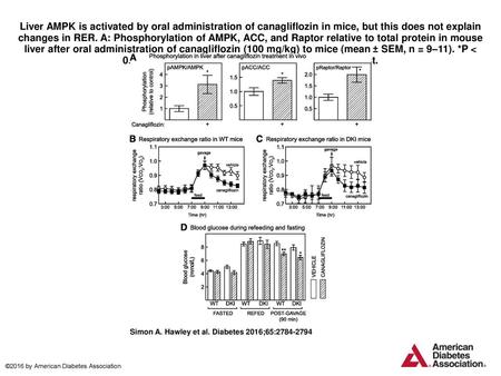 Liver AMPK is activated by oral administration of canagliflozin in mice, but this does not explain changes in RER. A: Phosphorylation of AMPK, ACC, and.