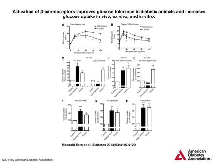 Activation of β-adrenoceptors improves glucose tolerance in diabetic animals and increases glucose uptake in vivo, ex vivo, and in vitro. Activation of.