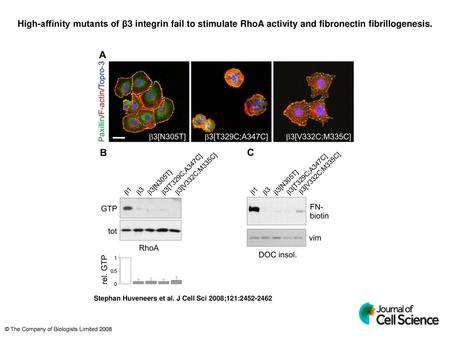 High-affinity mutants of β3 integrin fail to stimulate RhoA activity and fibronectin fibrillogenesis. High-affinity mutants of β3 integrin fail to stimulate.