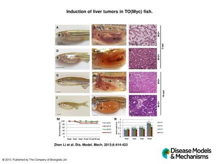 Induction of liver tumors in TO(Myc) fish.