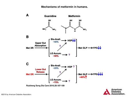 Mechanisms of metformin in humans.