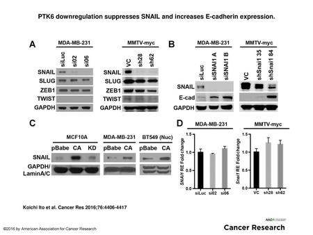 PTK6 downregulation suppresses SNAIL and increases E-cadherin expression. PTK6 downregulation suppresses SNAIL and increases E-cadherin expression. A,