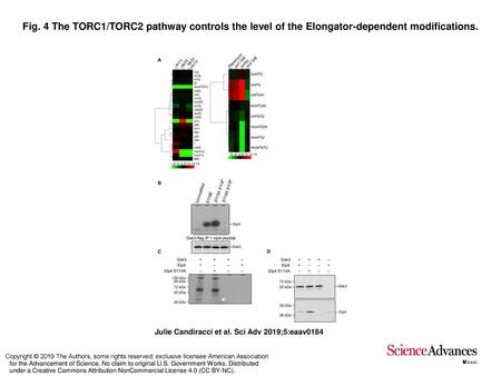 Fig. 4 The TORC1/TORC2 pathway controls the level of the Elongator-dependent modifications. The TORC1/TORC2 pathway controls the level of the Elongator-dependent.