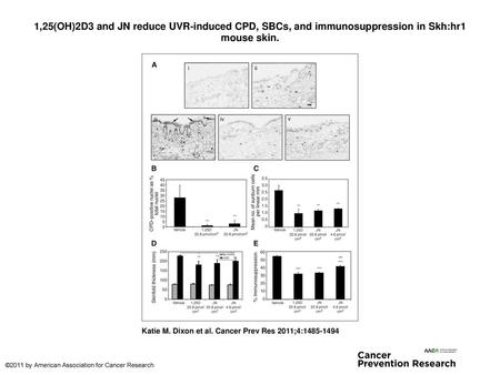 1,25(OH)2D3 and JN reduce UVR-induced CPD, SBCs, and immunosuppression in Skh:hr1 mouse skin. 1,25(OH)2D3 and JN reduce UVR-induced CPD, SBCs, and immunosuppression.