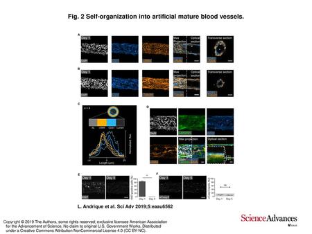 Fig. 2 Self-organization into artificial mature blood vessels.