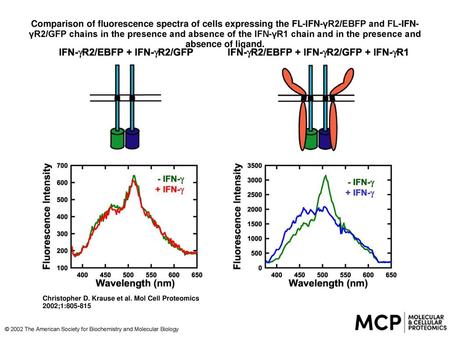 Comparison of fluorescence spectra of cells expressing the FL-IFN-γR2/EBFP and FL-IFN-γR2/GFP chains in the presence and absence of the IFN-γR1 chain and.