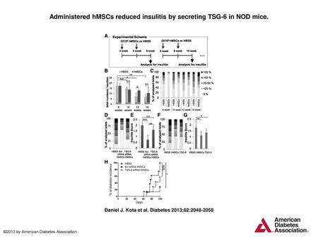 Administered hMSCs reduced insulitis by secreting TSG-6 in NOD mice.